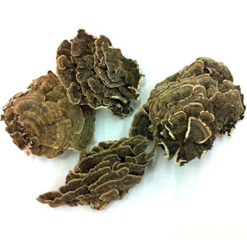 Pavo silvestre cola hongos Trametes Versicolor Yun Zhi la Coriolus Versicolor hierba 500g